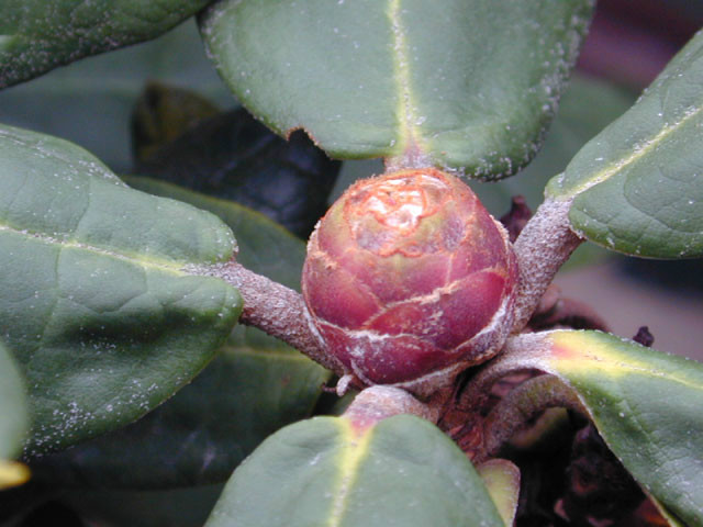  p>镰果杜鹃(学名: i>rhododendron fulvum /i> balf. f. et w. w.