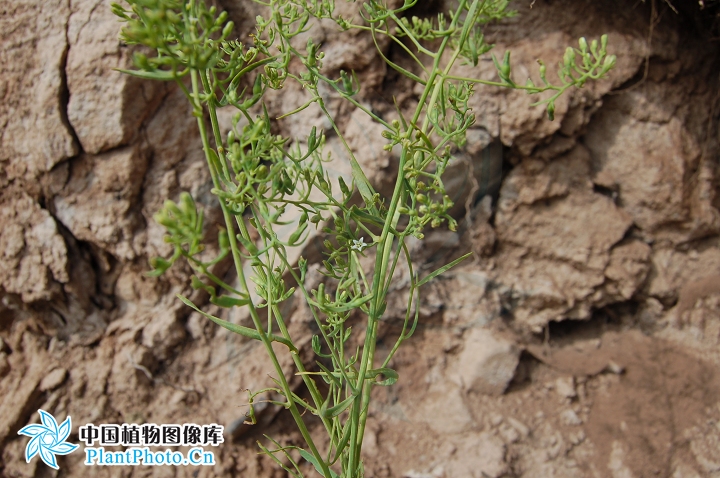 thesium longifolium turcz.