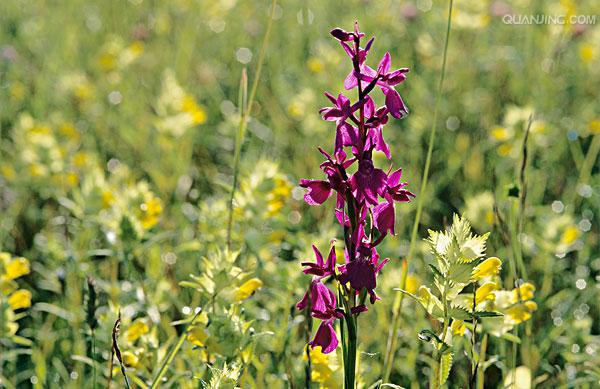  p>疏花水柏枝(学名: i>myricaria laxiflora  /i>(franch.) p. y.