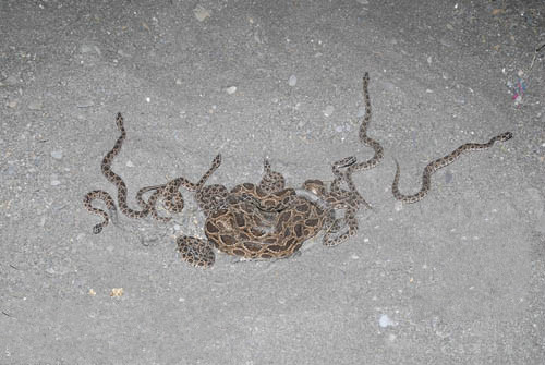  p>圆斑蝰(学名: i>daboia russelii siamensis /i>),又称百步金钱豹