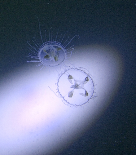  p>中华桃花水母(学名:craspedacusta sinensis)是一种生活在淡水中的