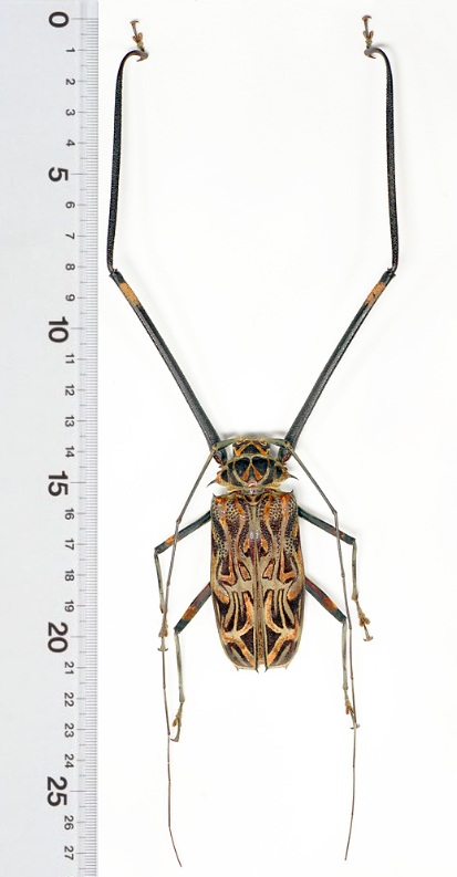  p>长臂天牛是天牛科的一种昆虫.