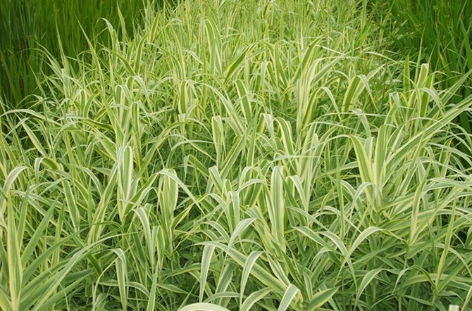  p>变叶芦竹(学名: i>arundo donax /i>  var.