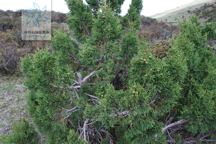  p>圆柏属, i>sabina mill.