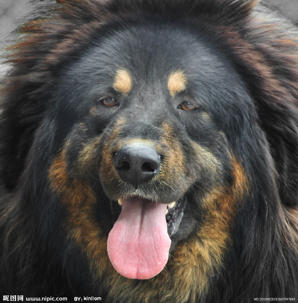  p>狮头藏獒,犬科犬属的动物,藏獒的一种,毛长,灵活,性烈,善斗,体形