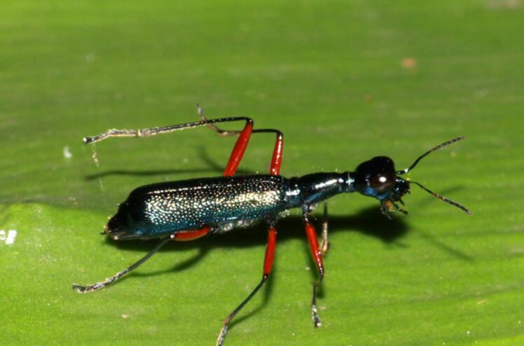 台湾树栖虎甲皱胸亚种