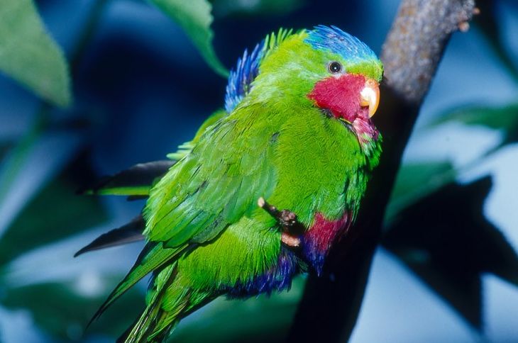  p>蓝冠吸蜜鹦鹉(学名: i>vini australis /i>)羽色鲜艳,主要以花粉