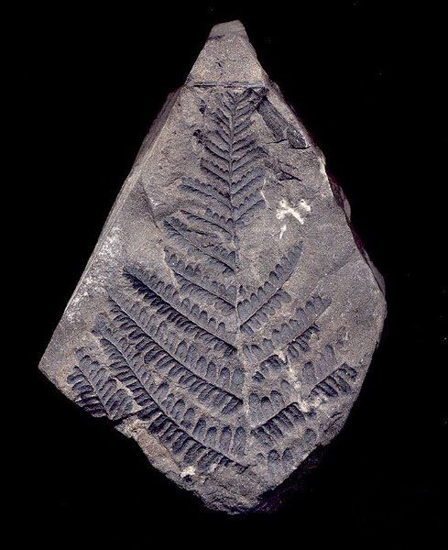 栉羊齿(pecopteris)