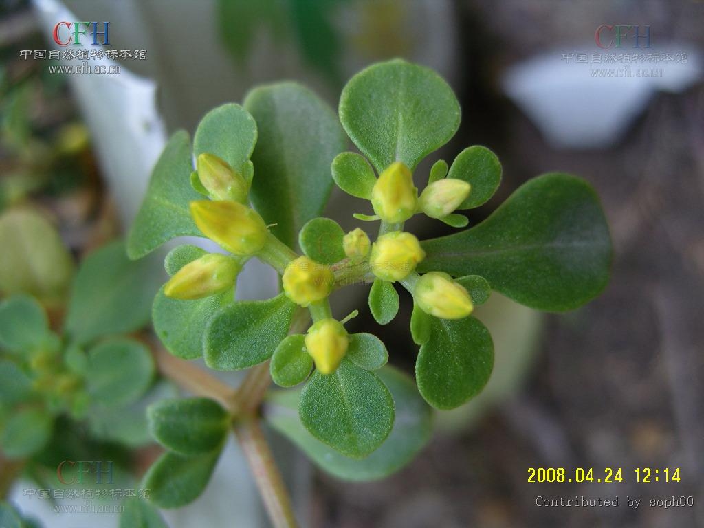  p>四芒景天(学名:sedum tetractinum)为景天科景天属的植物,是我国的