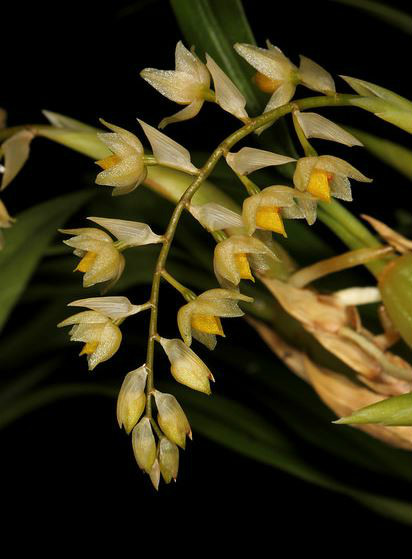  p>细叶石仙桃(学名: i>pholidota cantonensis /i>  rolfe.