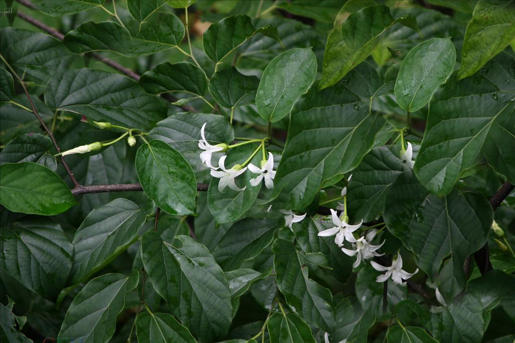  p>黑鳗藤(学名: i>stephanotis mucronata /i> (blanco) merr.