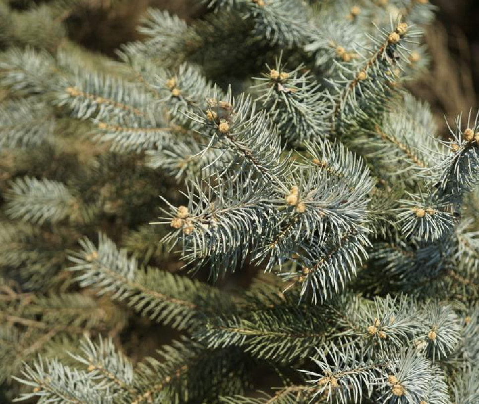 植株高达15米;树冠圆锥形或柱形;叶四棱,锐尖粗壮,呈蓝灰绿色,螺旋状