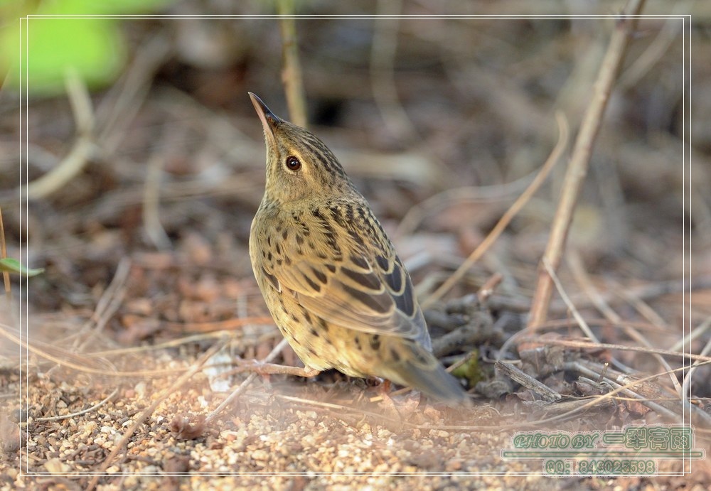  p>白结香(拉丁文名:edgeworthia albiflora nakai) 为 a target="