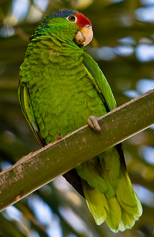  p>红冠亚马逊鹦鹉(学名:amazona viridigenalis)是典型的 a href="#"