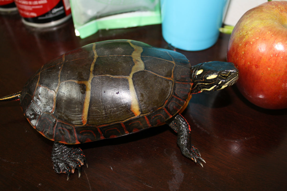  p>拟鳄龟(学名: i>chelydra serpentina /i>)是鳄龟科,拟鳄龟属动物.