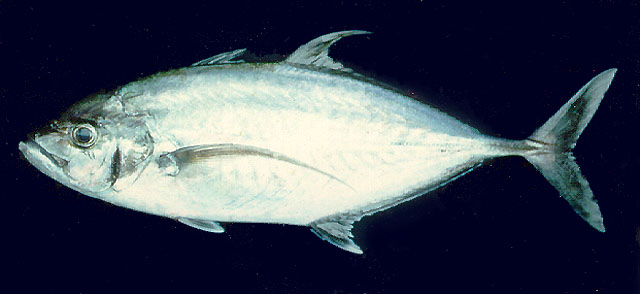  p>横带若鲹,学名: i>carangoides plagiotaenia  /i>(bleeker, 1857)