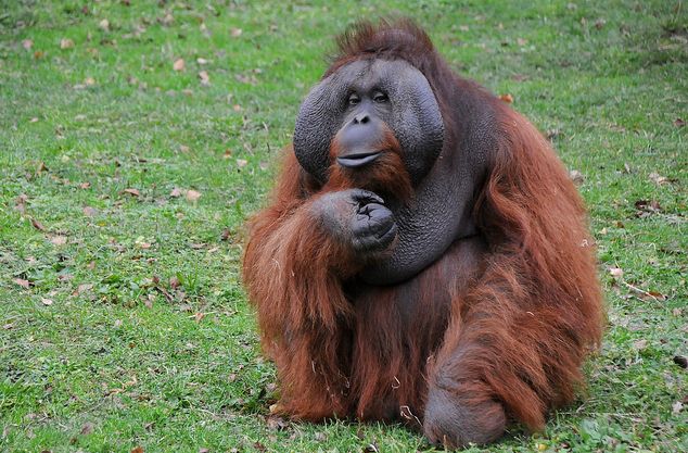 bornean orangutan