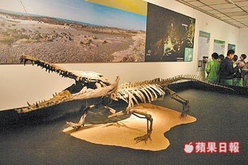 潘氏澎湖鳄 百度百科