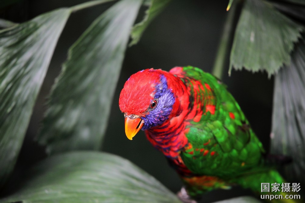 红顶锥尾鹦鹉委内瑞拉亚种