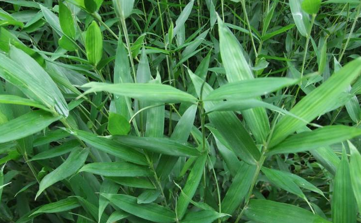  p data-id="tbb8gmtflh5a">鹅毛竹( i>shibatae