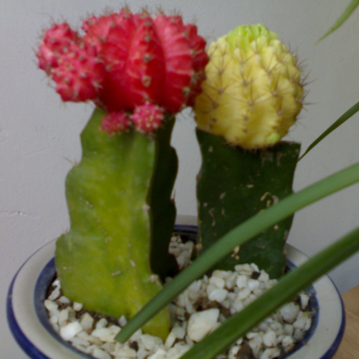  p>绯牡丹(学名: i>gymnocalycium /i>  i>mihanovichii /i> (fri