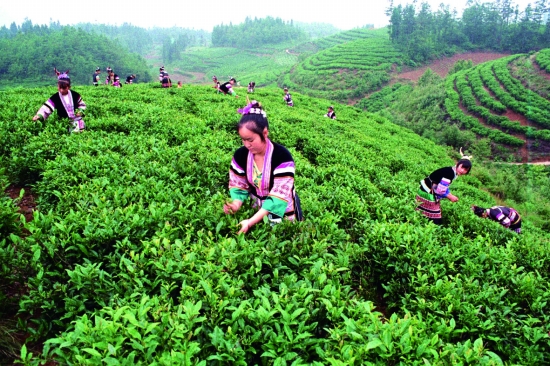  p>朵贝贡茶是贵州十大历史传统名茶之一,产于贵州省 a target="
