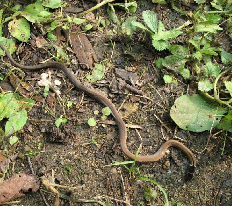  p> a href="#" data-lemmaid="2151775">黑头剑蛇 /a>(学名:sibynop