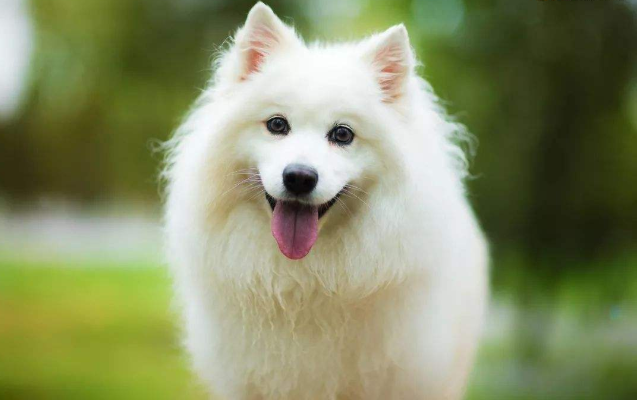银狐犬的优缺点，是否适合你带他回家？_百科TA说