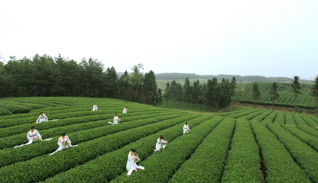  p data-id="gnwraebhkk">中国西部茶海之心景区位于贵州省遵义市凤冈