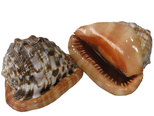  p> a target="_blank" href="/item/万宝螺/4857348" data-lemmaid="