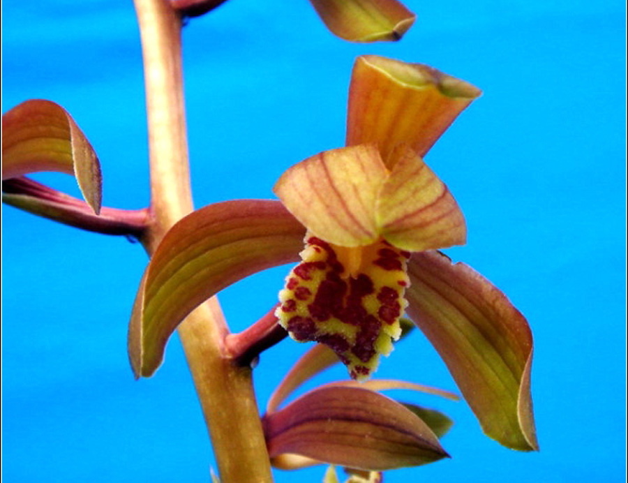  p>萼片是植物组织,指花的最外一环,能保护 a href="#" data-lemmaid=