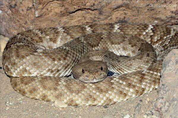  p>南美响尾蛇(crotalus durissus)是一种分布在南美洲的响尾蛇.