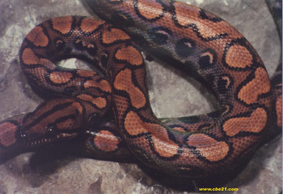  p>大草原响尾蛇(学名: i>crotalus viridis viridis /i>)是 a href="