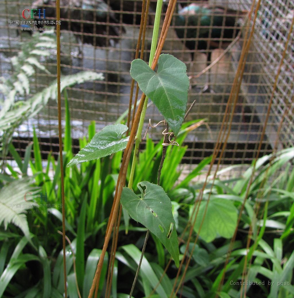  p>锦屏藤(学名: i>cissus sicyoides /i> l.
