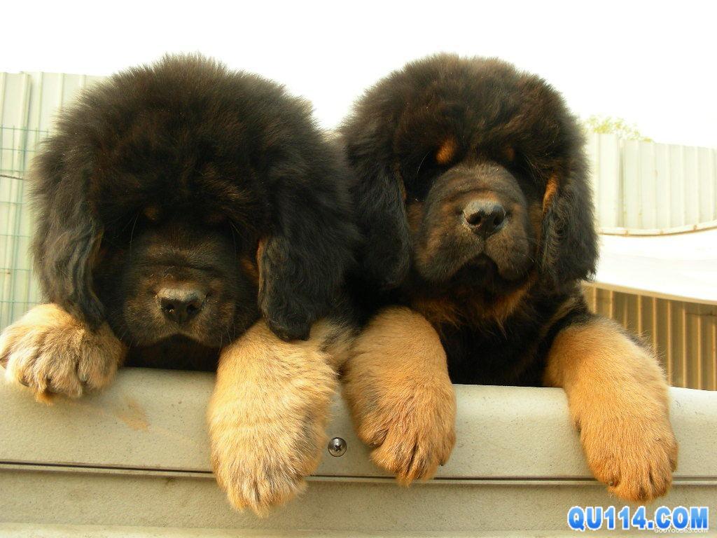  p>狮头藏獒,犬科犬属的动物,藏獒的一种,毛长,灵活,性烈,善斗,体形