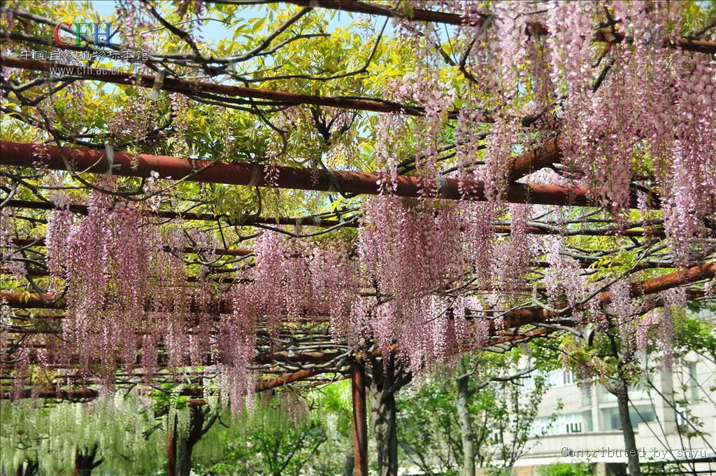  p>多花紫藤(学名: i>wisteria floribunda /i> (willd.) dc.