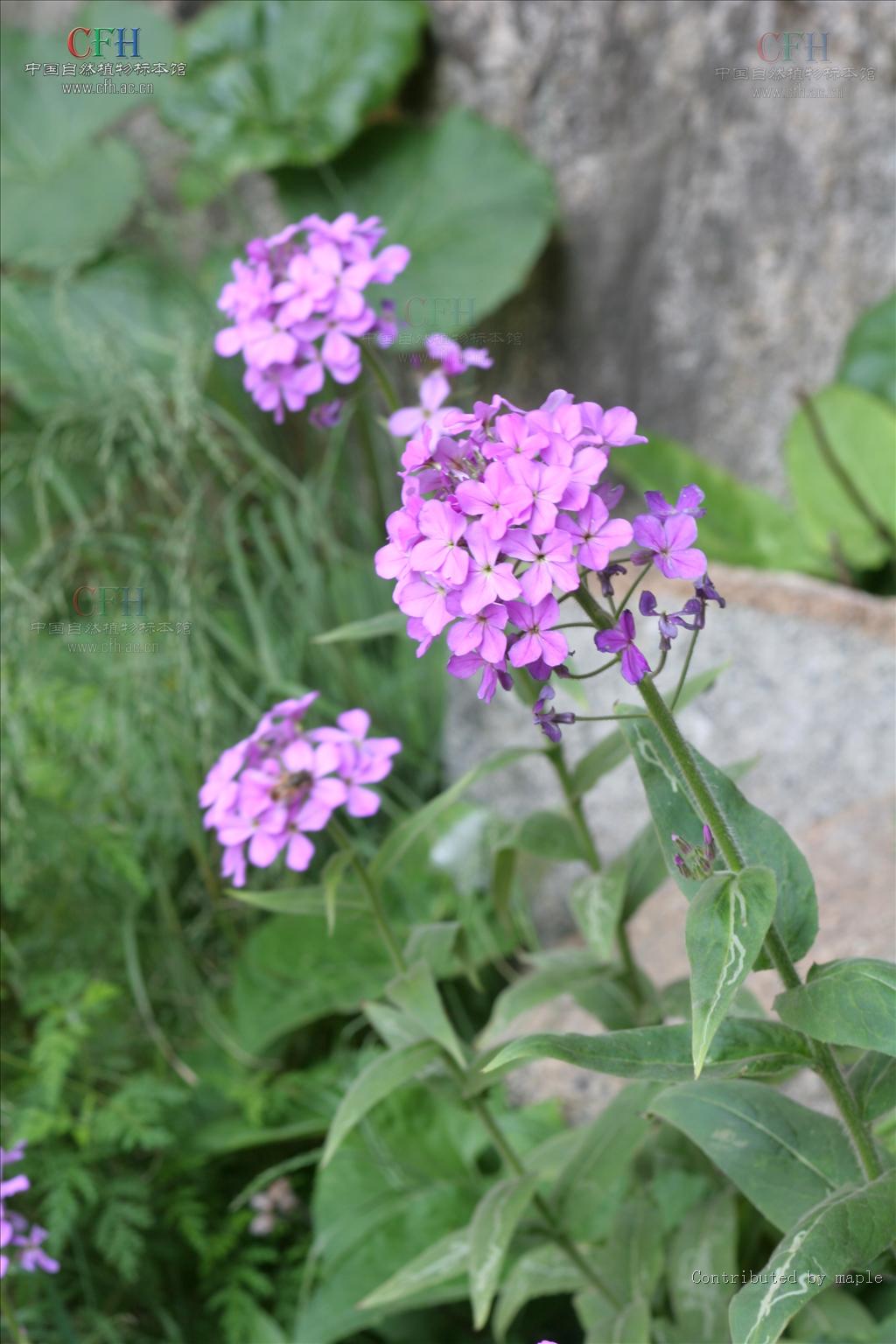  p>香花芥属(拉丁文:hesperis linn.