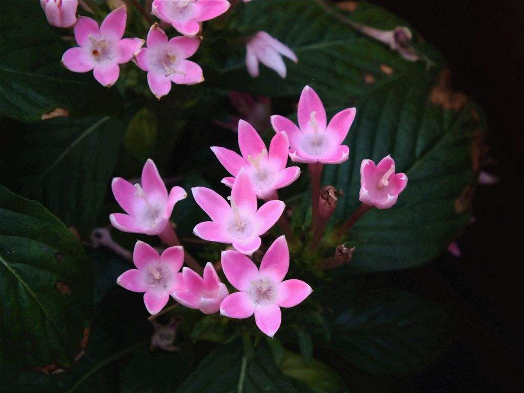 五星花
