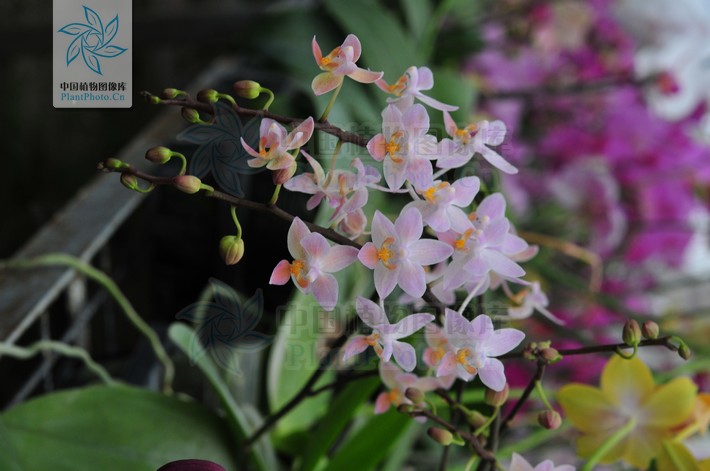  p>小兰屿 a target="_blank" href="/item/蝴蝶兰/17262" data-lemma