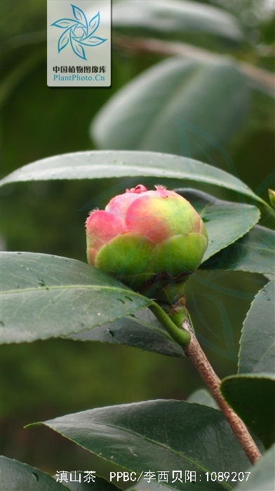 滇山茶