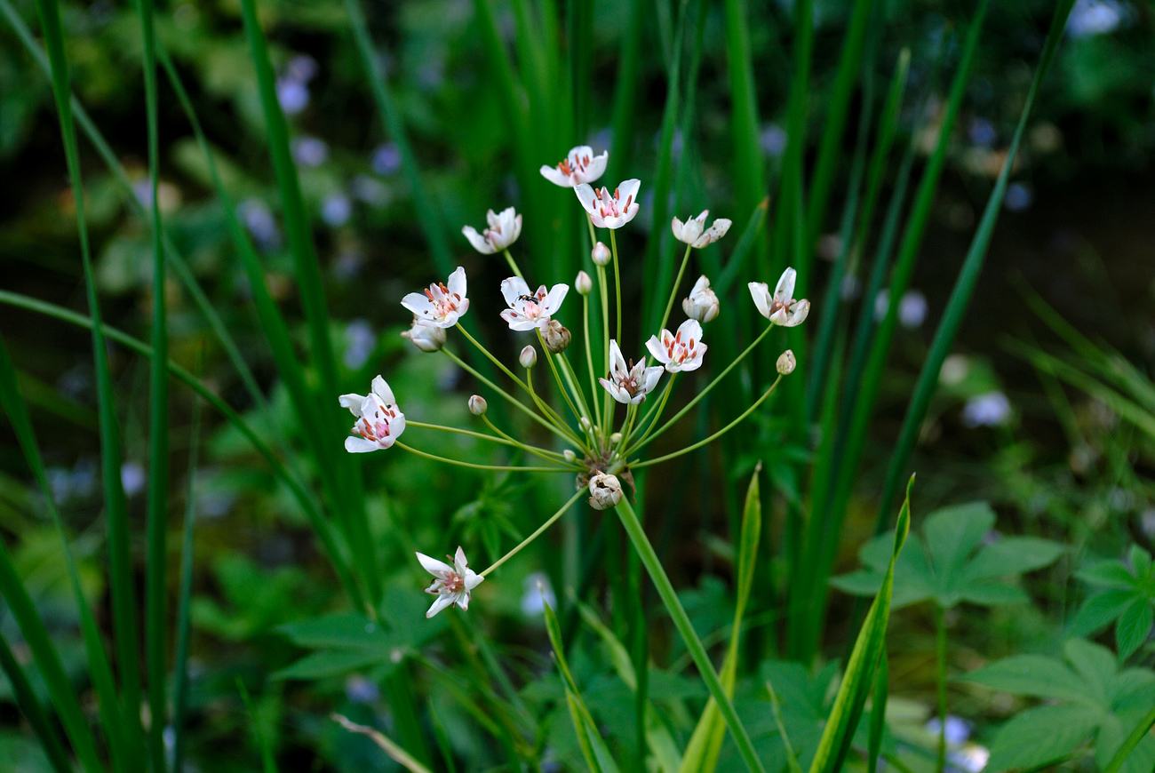 butomus umbellatus linn