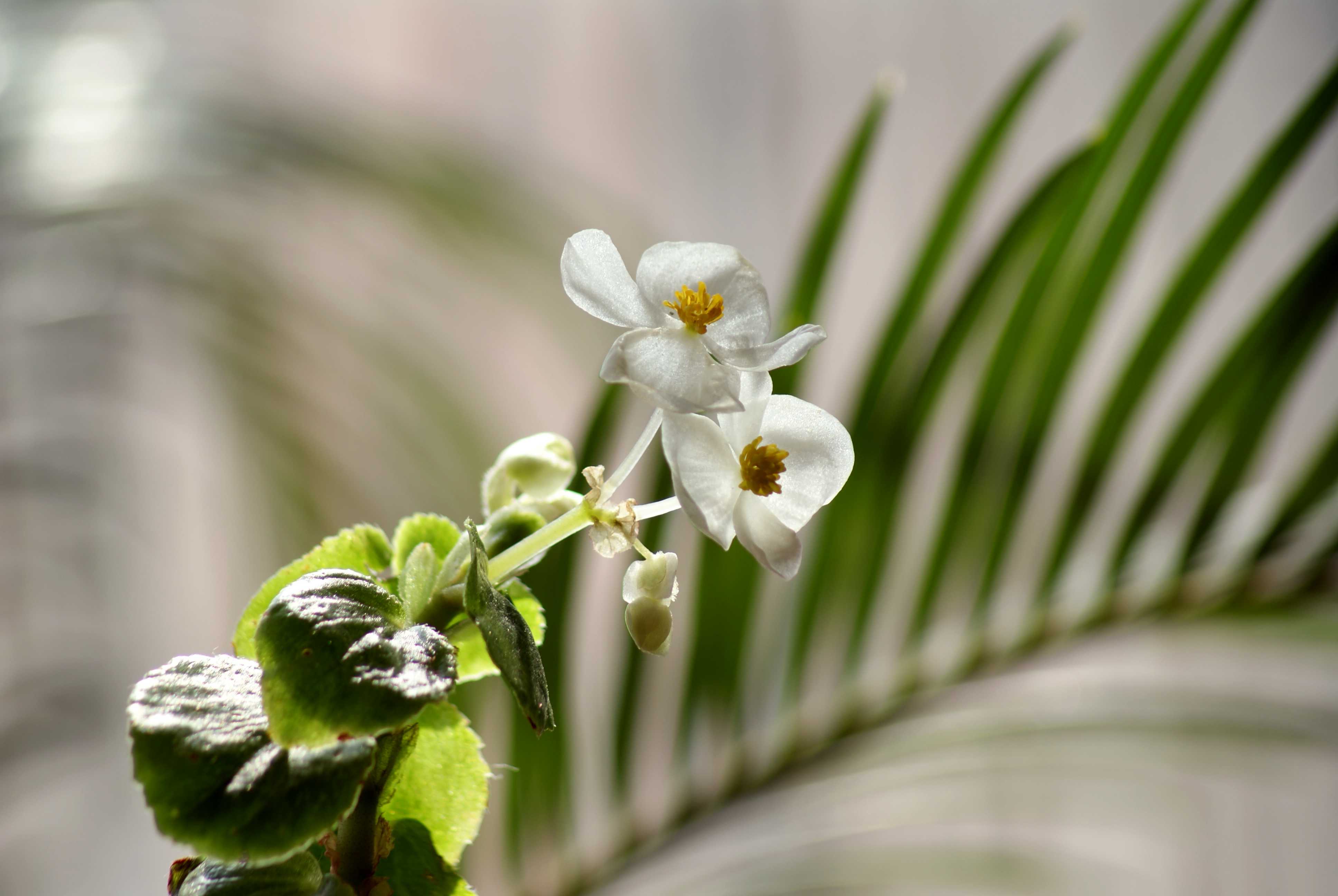  p>秋海棠(学名: i>begonia grandis /i> dry): a target="_blank"