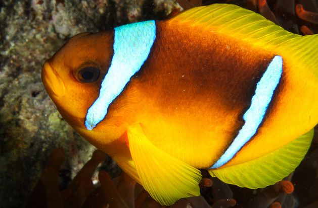  p>红海双带小丑(学名:amphiprion bicinctus)体呈近于圆形,侧扁;口前