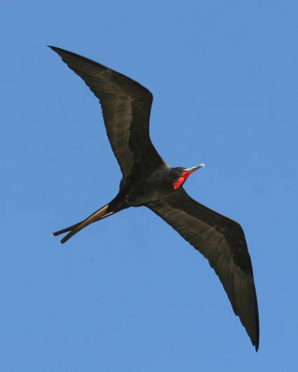 frigate bird