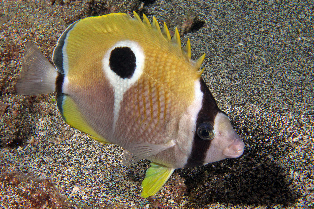  p>单斑蝴蝶鱼(学名:chaetodon unimaculatus).为蝴蝶鱼科蝴蝶鱼属.