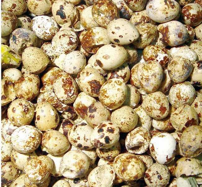 鹌鹑蛋