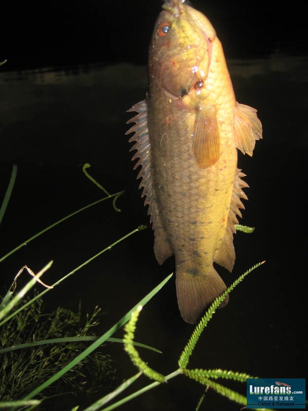 原产于非洲中部刚果河流域.学名小点非洲攀鲈.