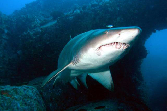 锥齿鲨