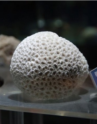 带刺蜂巢珊瑚