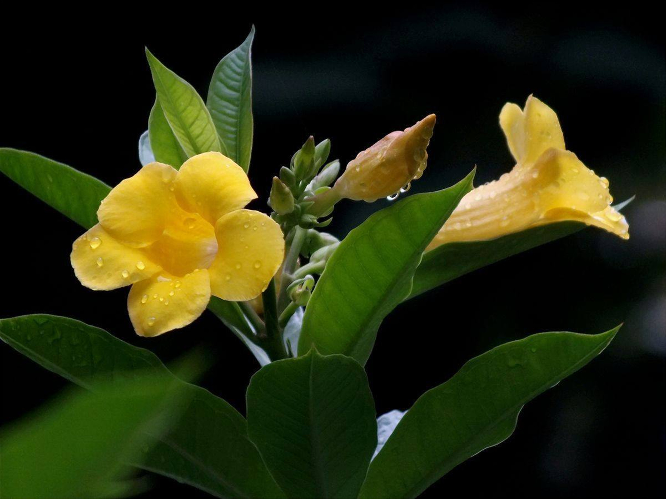  p>黄蝉花, a target="_blank" href="/item